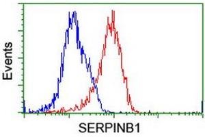 Image no. 5 for anti-serpin Peptidase Inhibitor, Clade B (Ovalbumin), Member 1 (SERPINB1) (AA 77-306) antibody (ABIN1491670)