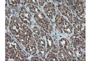 Image no. 5 for anti-Trafficking Protein Particle Complex 4 (TRAPPC4) antibody (ABIN1501263)