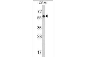 Western blot analysis of WDR1 Antibody (C-term) (ABIN389460 and ABIN2839527) in CEM cell line lysates (35 μg/lane). (WDR1 anticorps  (C-Term))