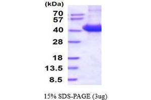 SDS-PAGE (SDS) image for CD46 (CD46) (AA 35-313) protein (His tag) (ABIN5854715)