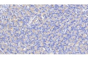 Detection of KLK1 in Human Pancreas Tissue using Polyclonal Antibody to Kallikrein 1 (KLK1)