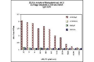 ELISA Activity of Biotinylated anti -M13 on Phage Displayed A10B anti-Rabbit  IgG ScFv  SA/BSA  SA/IgG  A10B/BSA  A10B/IgG  Data respresents absorbancy readings for  A10B phage on rabbit IgG (A10B/IgG), A10B  phage on BSA (A10B/BSA), streptavidin on rabbit IgG (SA/IgG) and streptavidin on BSA (SA/BSA) for each dilution of biotinylated anti-M13 monoclonal antibody. (M13 Bacteriophage (g3p) anticorps (Biotin))