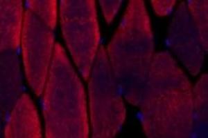 Immunofluorescent analysis of paraformaldehyde-fixed mouse muscle using alpha Actinin (ABIN7073023) at dilution of 1: 500 (alpha Actinin anticorps)