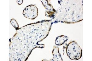 IHC-P: ERp57 antibody testing of human placenta tissue (PDIA3 anticorps  (AA 172-188))