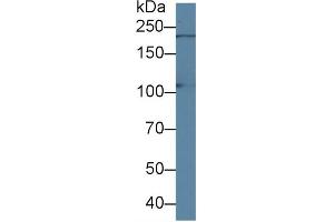 Detection of PI4Ka in Porcine Cerebrum lysate using Polyclonal Antibody to Phosphatidylinositol-4-Kinase Catalytic Alpha (PI4Ka)
