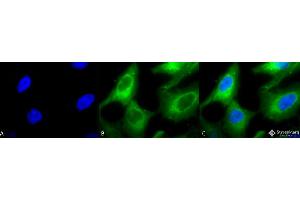 Immunocytochemistry/Immunofluorescence analysis using Rabbit Anti-Hsp90 Polyclonal Antibody . (HSP90 anticorps  (APC))