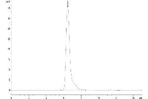 The purity of Human B7-H2 is greater than 95 % as determined by SEC-HPLC.