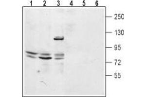 Western blot analysis of mouse kidney lysate (lanes 1 and 4), rat lung membrane (lanes 2 and 5) and human embryonic Kidney 293 cell lysate (lanes 3 and 6): - 1-3. (TPCN2 anticorps  (2nd Lumenal Region))