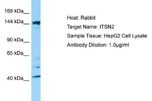 Western Blotting (WB) image for anti-Intersectin 2 (ITSN2) (C-Term) antibody (ABIN2790154) (Intersectin 2 anticorps  (C-Term))