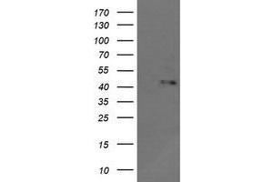 Image no. 3 for anti-Mitogen-Activated Protein Kinase 9 (MAPK9) antibody (ABIN1498927)