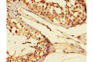 Immunohistochemistry of paraffin-embedded human testis tissue using ABIN7152038 at dilution of 1:100 (ESR2 anticorps  (AA 2-530))