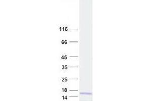 Translocase of Outer Mitochondrial Membrane 6 Homolog (TOMM6) protein (Myc-DYKDDDDK Tag)