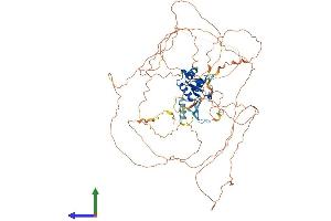 AlphaFold protein structure predicition of Mouse Recombinant Foxm1 Protein, UniprotID O08696
