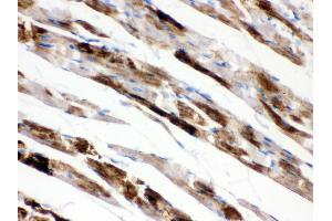Anti- MAOA Picoband antibody,IHC(P) IHC(P): Rat Cardiac Muscle Tissue (Monoamine Oxidase A anticorps  (C-Term))