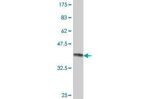 Western Blot detection against Immunogen (38.