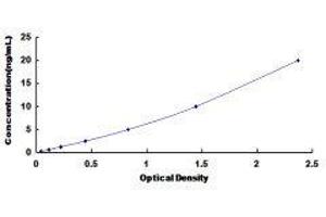 ELISA image for Calcium Channel, Voltage-Dependent, L Type, alpha 1F Subunit (CACNA1F) ELISA Kit (ABIN428233)
