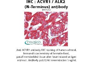 Image no. 1 for anti-Activin Receptor Type I (ACRV1) (N-Term) antibody (ABIN1731497)