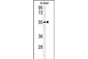 Western blot analysis of FA Antibody (C-term) (ABIN651345 and ABIN2840195) in mouse liver tissue lysates (35 μg/lane). (FAM151A anticorps  (C-Term))