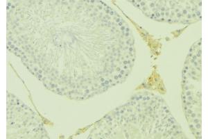 ABIN6277084 at 1/100 staining Mouse testis tissue by IHC-P. (Osteoprotegerin anticorps  (Internal Region))