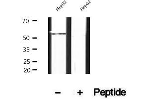 Western blot analysis of extracts of HepG2 cells, using SHMT1 antibody. (SHMT1 anticorps  (Internal Region))