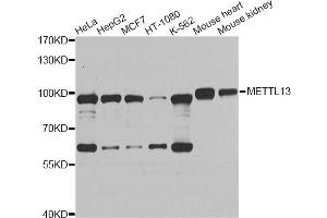 Western blot analysis of extracts of various cell lines, using METTL13 Antibody (ABIN5974276) at 1/1000 dilution. (METTL13 anticorps)