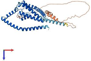 AlphaFold protein structure predicition of Human Recombinant KCNK3 Protein, UniprotID O14649