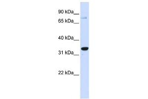 Western Blot showing POU5F1 antibody used at a concentration of 1-2 ug/ml to detect its target protein. (OCT4 anticorps  (Middle Region))