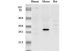 Western Blot analysis of adiponectin in mouse, human and rat plasma using anti-Adiponectin (mouse), mAb (MADI 1147)  at 0. (ADIPOQ anticorps)
