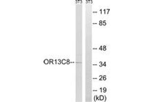 Western Blotting (WB) image for anti-Olfactory Receptor, Family 13, Subfamily C, Member 8 (OR13C8) (AA 271-320) antibody (ABIN2891118) (OR13C8 anticorps  (AA 271-320))