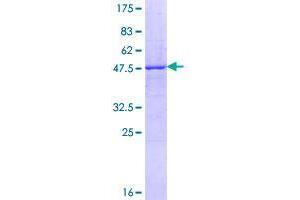 Image no. 1 for Fibronectin Type III Domain Containing 4 (FNDC4) (AA 1-234) protein (GST tag) (ABIN1354279)