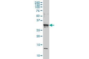 SCAND2 monoclonal antibody (M01), clone 7B12 Western Blot analysis of SCAND2 expression in Hela S3 NE . (SCAND2 anticorps  (AA 1-62))