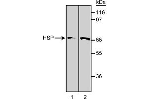 Western Blotting (WB) image for anti-Heat Shock Protein 70 (HSP70) antibody (ABIN967447) (HSP70 anticorps)