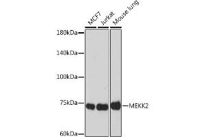 Western blot analysis of extracts of various cell lines, using MEKK2 Rabbit mAb (ABIN7268649) at 1:1000 dilution. (MAP3K2 anticorps)