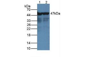 Western Blot Lane1: Human Hepg2 Cells Lane2: Human Hela Cells Primary Ab: 2µg/mL Rabbit Anti-Human NSE Ab Second Ab: 1:5000 Dilution of HRP-Linked Rabbit Anti-Mouse IgG Ab (ENO2/NSE anticorps  (AA 1-434))
