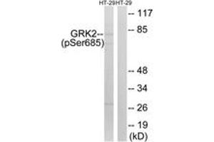 Western blot analysis of extracts from HT29 cells treated with insulin 0.