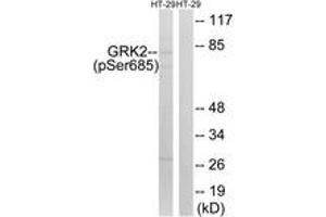 Western blot analysis of extracts from HT29 cells treated with insulin 0. (GRK2 anticorps  (pSer685))