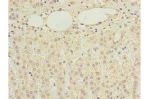 Immunohistochemistry of paraffin-embedded human adrenal gland tissue using ABIN7168321 at dilution of 1:100