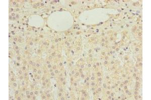Immunohistochemistry of paraffin-embedded human adrenal gland tissue using ABIN7168321 at dilution of 1:100 (RBMS2 anticorps  (AA 1-407))