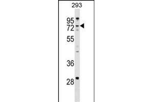 ZCCHC8 Antibody (C-term) (ABIN1537473 and ABIN2849219) western blot analysis in 293 cell line lysates (35 μg/lane). (ZCCHC8 anticorps  (C-Term))