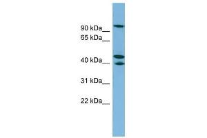 EXOC5 antibody used at 1 ug/ml to detect target protein.