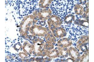 Image no. 1 for anti-TBP-Like 1 (TBPL1) (AA 88-137) antibody (ABIN202049)