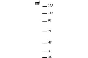 RNA pol II antibody (mAb) (Clone 1F4B6) tested by Western blot. (POLR2A/RPB1 anticorps)
