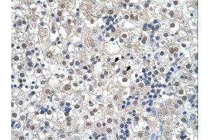 Immunohistochemistry (IHC) image for anti-Reticulon 2 (RTN2) (N-Term) antibody (ABIN2782685)