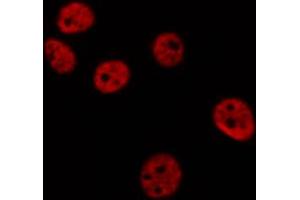 ABIN6268967 staining 293 by IF/ICC.