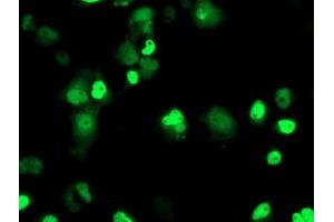 Anti-ERCC4 mouse monoclonal antibody (ABIN2454873) immunofluorescent staining of COS7 cells transiently transfected by pCMV6-ENTRY ERCC4 (RC223300). (ERCC4 anticorps)