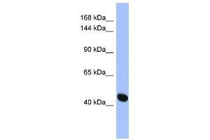 RASGRF1 antibody used at 1 ug/ml to detect target protein. (RASGRF1 anticorps  (N-Term))