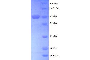 SDS-PAGE (SDS) image for ADP-Ribosylation Factor-Like 2 (ARL2) (AA 19-184), (partial) protein (GST tag) (ABIN5712127)