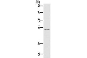 Gel: 8 % SDS-PAGE, Lysate: 40 μg, Lane: HT29 cells, Primary antibody: ABIN7129785(HTR3C Antibody) at dilution 1/500, Secondary antibody: Goat anti rabbit IgG at 1/8000 dilution, Exposure time: 20 seconds (HTR3C anticorps)