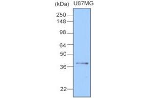 Western Blotting (WB) image for anti-Clusterin (CLU) antibody (ABIN306419) (Clusterin anticorps)