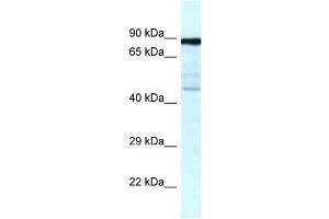 Western Blot showing CKAP2 antibody used at a concentration of 1 ug/ml against Fetal Lung Lysate
